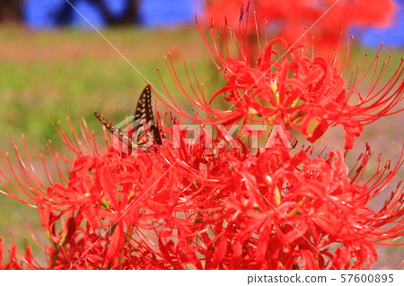 Butterfly dances on cluster amaryllis in Katsurahama park (Imazu, Takashima City) Butterfly dances on cluster amaryllis in Katsurahama park (Imazu, Takashima City) 57600895