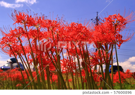 Cluster amaryllis blooming in katsurahama park (imazu takashima city) Cluster amaryllis blooming in katsurahama park (imazu takashima city) 57600896
