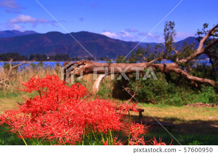 Cluster amaryllis blooming in katsurahama park (imazu takashima city) Cluster amaryllis blooming in katsurahama park (imazu takashima city) 57600950