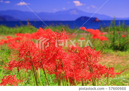 Cluster amaryllis blooming in katsurahama park (imazu takashima city) Cluster amaryllis blooming in katsurahama park (imazu takashima city) 57600988