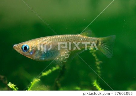 Insect female of wild medaka Insect female of wild medaka 57601095