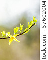 黃綠色葉子和黃色連翹屬植物模糊的背景開花 57602004