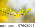 黃綠色葉子和黃色連翹屬植物模糊的背景開花 57602005