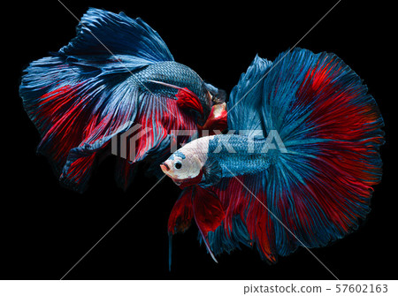 Red and blue fighting fish with flutter waver Red and blue fighting fish with flutter waver 57602163