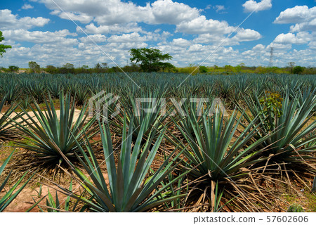 The field of agave planted for the manufacture of tequila 57602606
