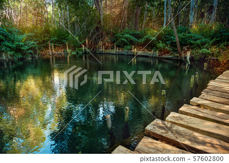 Mangrove forest by the Ria Celestun lake 57602800