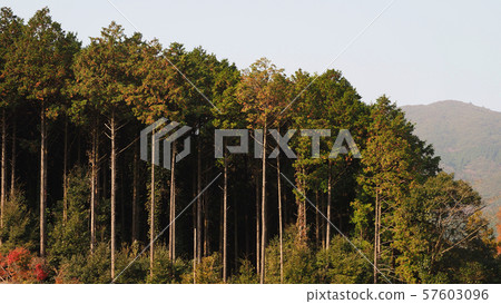 Hayashi (can also be used for forestry images, etc.) 57603096
