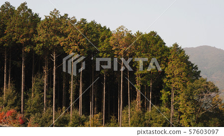 Hayashi (can also be used for forestry images, etc.) 57603097