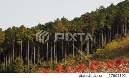 Hayashi (can also be used for forestry images, etc.) Hayashi (can also be used for forestry images, etc.) 57603102