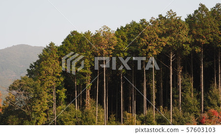 Hayashi (can also be used for forestry images, etc.) Hayashi (can also be used for forestry images, etc.) 57603103