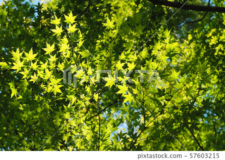 New green image 57603215