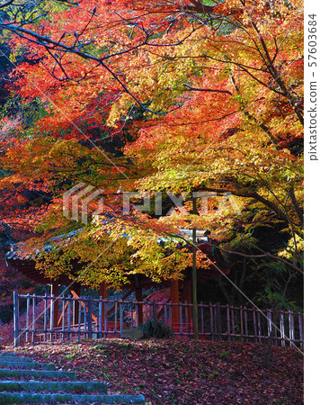 Momijidani Park (Yamaguchi Prefecture: Iwakuni) 57603684
