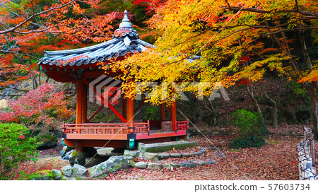 Momijidani Park (Yamaguchi Prefecture: Iwakuni) Momijidani Park (Yamaguchi Prefecture: Iwakuni) 57603734