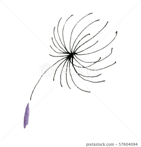 Dandelion seeds. Watercolor background illustration set. Isolated plant illustration element. 57604094