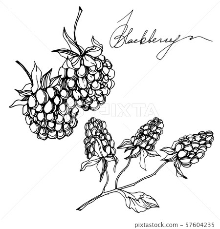 Vector Blackberry healthy food. Black and white engraved ink art. Isolated berry illustration 57604235