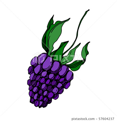 Vector Blackberry healthy food. Black and white engraved ink art. Isolated berry illustration 57604237