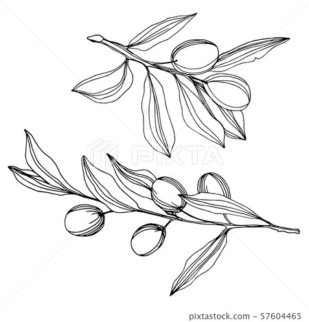 Vector Olive branch with fruit. Black and white... - Stock Illustration ...