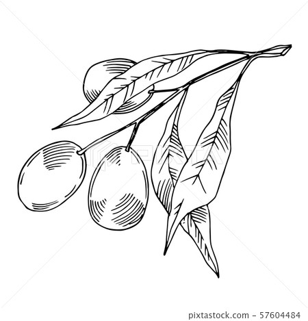 Vector Olive branch with fruit. Black and white... - Stock Illustration ...