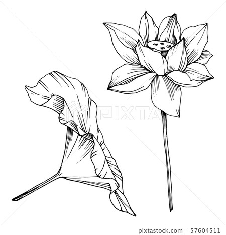 Vector Lotus floral botanical flower. Black and white engraved ink art. Isolated lotus illustration 57604511