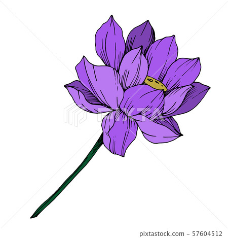 Vector Lotus floral botanical flower. Black and white engraved ink art. Isolated lotus illustration 57604512