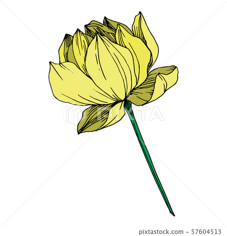 Vector Lotus floral botanical flower. Black and white engraved ink art. Isolated lotus illustration 57604513