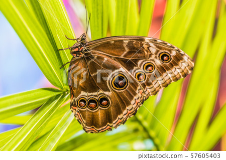 Giant Owl Butterfly, Morpho Helenor Sitting on 57605403