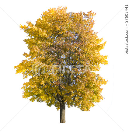 autumn tree 57605441