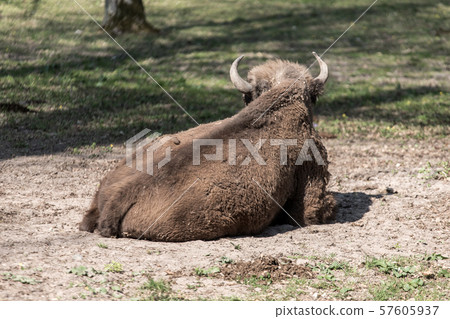 Zubr (Bison bonasus). Polish cattle. 57605937
