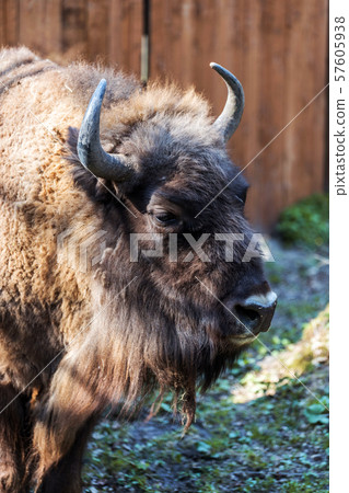 Zubr (Bison bonasus). Polish cattle. 57605938