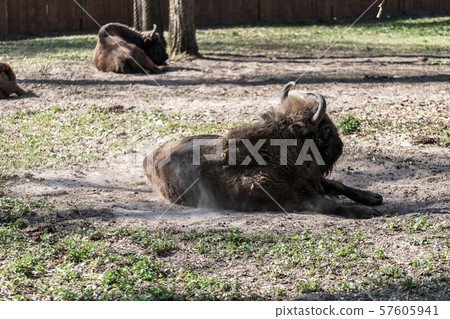 Zubr (Bison bonasus). Polish cattle. 57605941