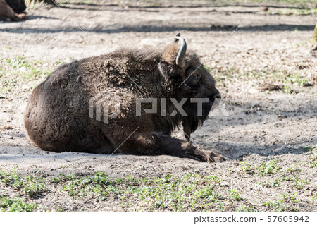 Zubr (Bison bonasus). Polish cattle. 57605942