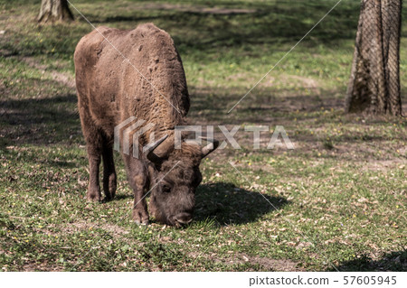 Zubr (Bison bonasus). Polish cattle. 57605945