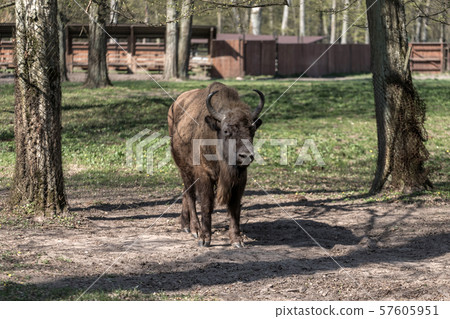 Zubr (Bison bonasus). Polish cattle. 57605951