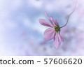 宇宙 57606620