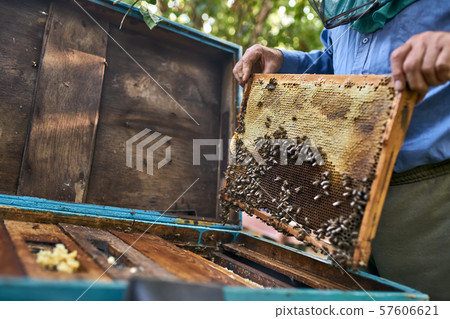 Process of harvesting honey from wooden beehive outdoors Process of harvesting honey from wooden beehive outdoors 57606621