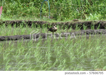 Japanese traditional rice planting and rice growth 57606795