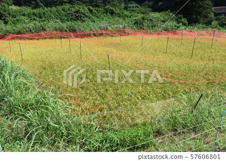 Japanese traditional rice planting and rice growth 57606801
