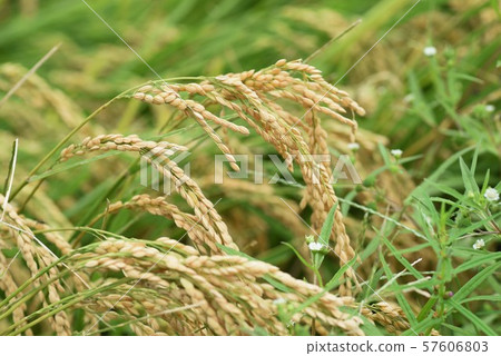 Japanese traditional rice planting and rice growth 57606803