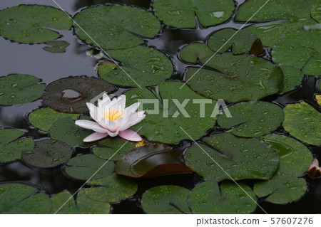 睡蓮1 57607276