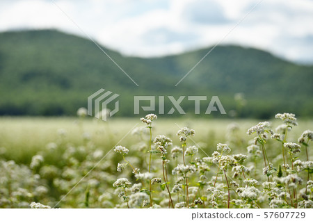 Soba field (Hokkanai, Hokkaido) 57607729