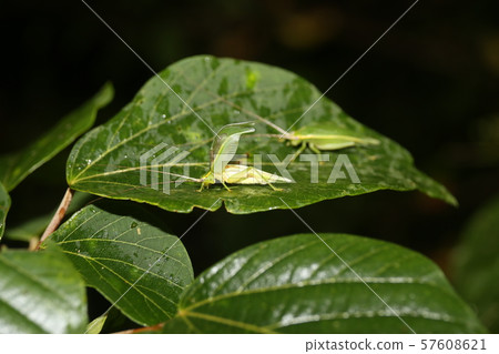 Aomatsumushi 57608621