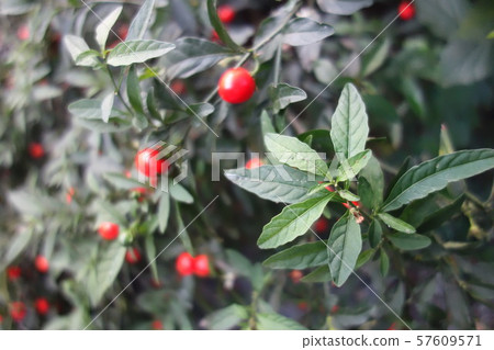 Red southern fruit Red southern fruit 57609571