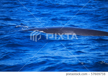 whale whale watching whale whale watching 57609738