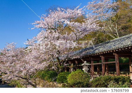 Kibitsu Shrine corridor and cherry blossom Kibitsu Shrine corridor and cherry blossom 57609799