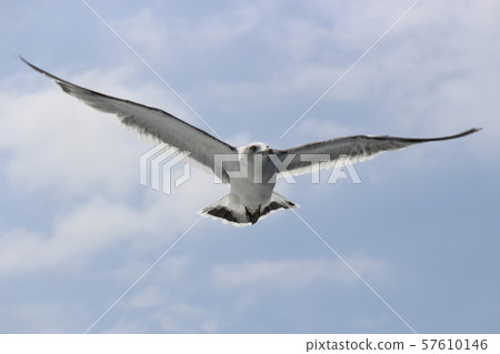 Flying seabird 57610146