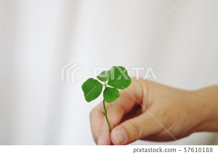 Clover Yotsuba Good Luck Hands Indoor Indoor Japan Kashiwagi Clover Yotsuba Good Luck Hands Indoor Indoor Japan Kashiwagi 57610188