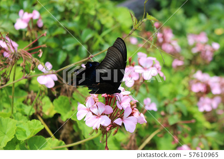 Crow Swallowtail sucking nectar on pink geranium flower 57610965