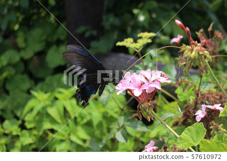 Crow Swallowtail sucking nectar on pink geranium flower 57610972