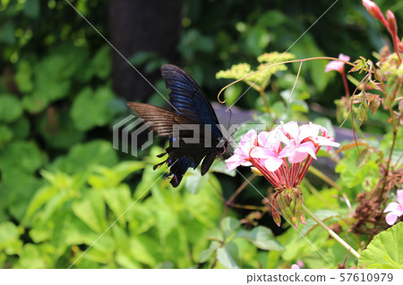 Crow Swallowtail sucking nectar on pink geranium flower 57610979