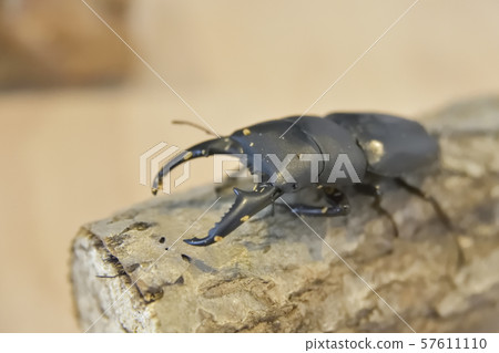 Saxitramida鍬形甲蟲 57611110